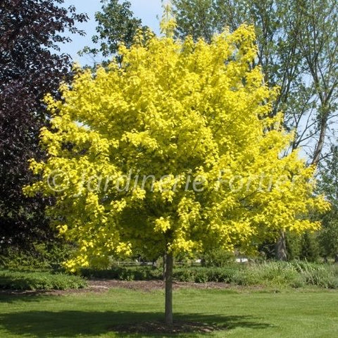 Érable de Norvège "Princeton gold"
