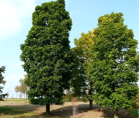 Érable "Columnare"