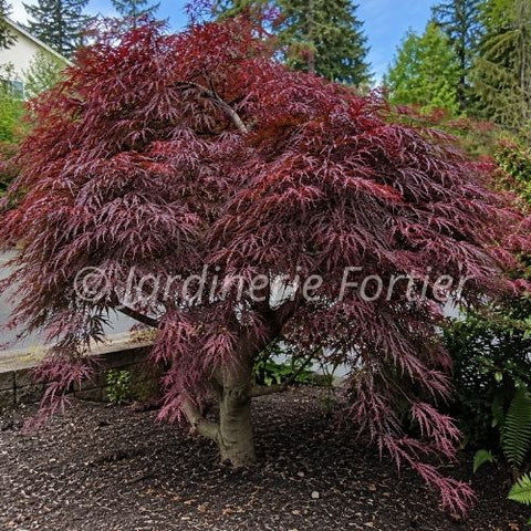 Érable palmatum "Crimson Queen"