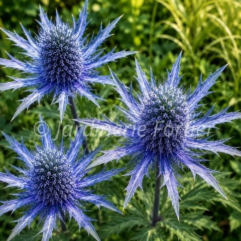 Eryngium "Blue Glitter"
