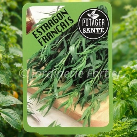 Estragon Français / Potager Santé