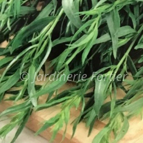 Estragon Français / Potager Santé