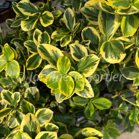 Fusain "Canadale Gold"