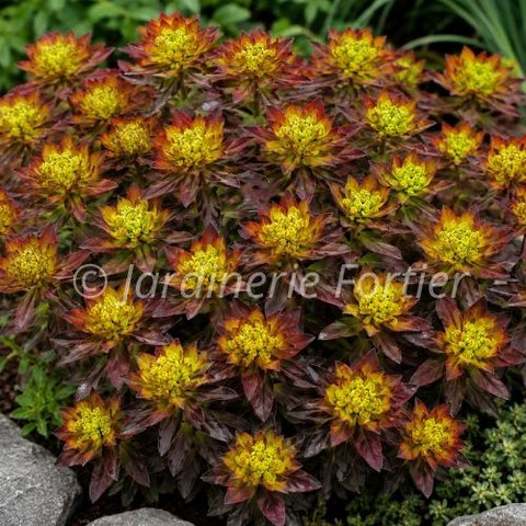 Euphorbia "Bonfire"