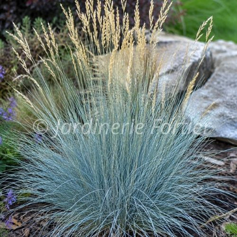 Festuca "Cool as Ice"