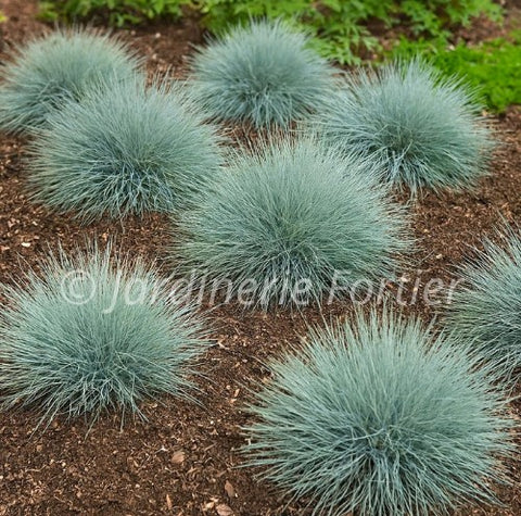 Festuca glauca "Elijah Blue"