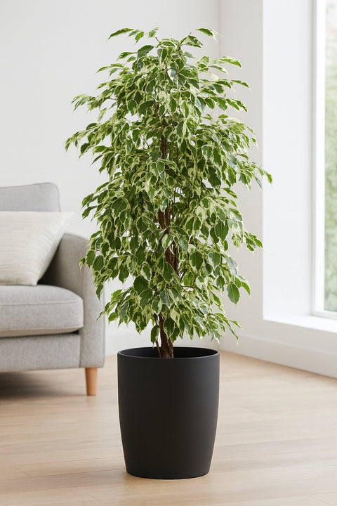Plante d'intérieur "Ficus Benjamina Over the Edge"
