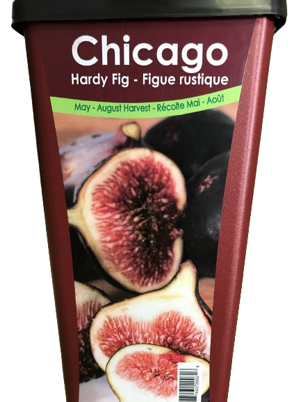 Plant de Figuier Chicago