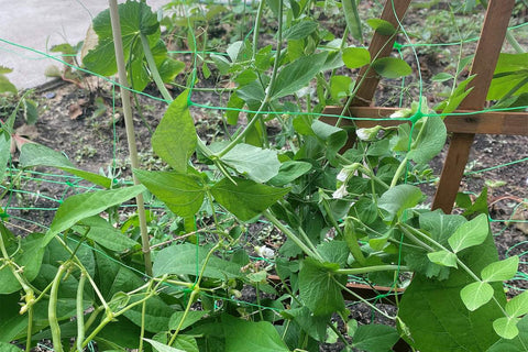 Filet de jardin pour plante grimpante
