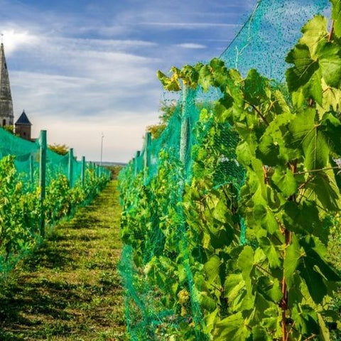 Filet anti-oiseaux ProtekNet vert