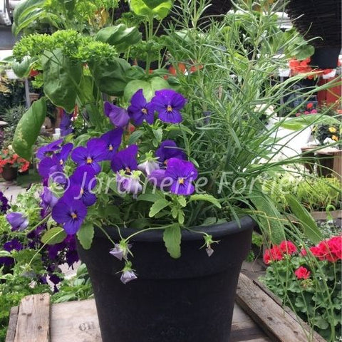 Jardin de fines herbes