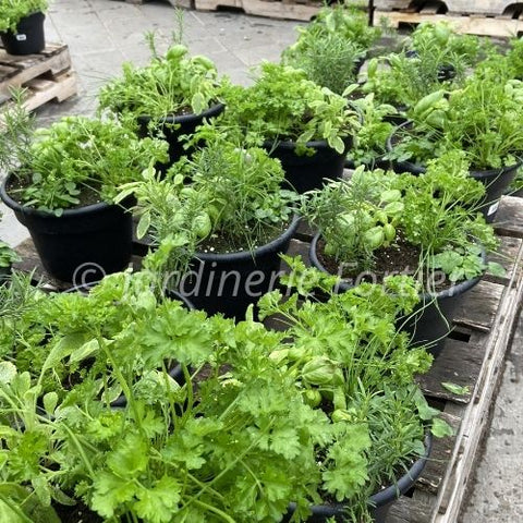 Jardin de fines herbes