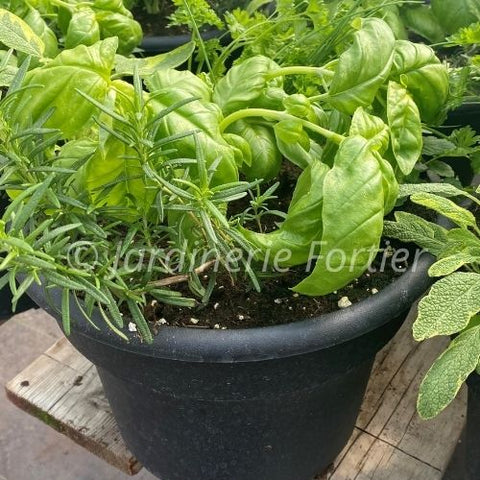 Jardin de fines herbes