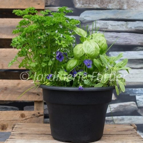 Jardin de fines herbes