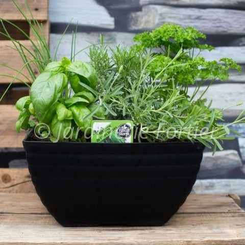 Mélange de fines herbes