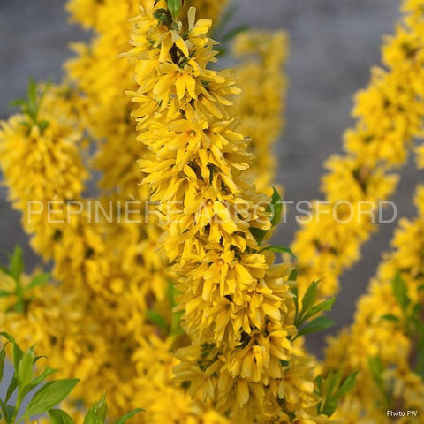 Forsythia "Magical Gold"