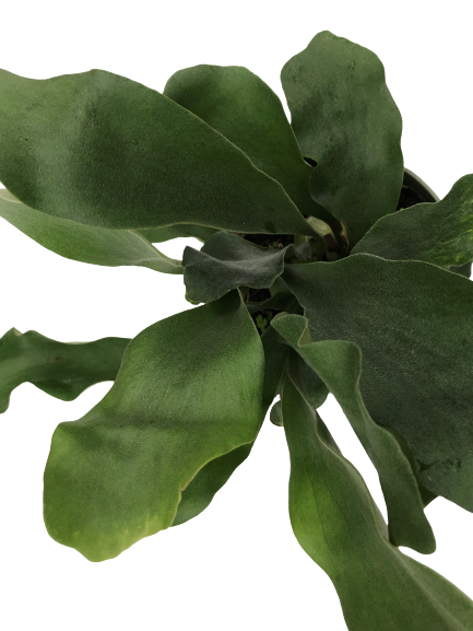 Plante d'intérieur "Fougère Staghorn"