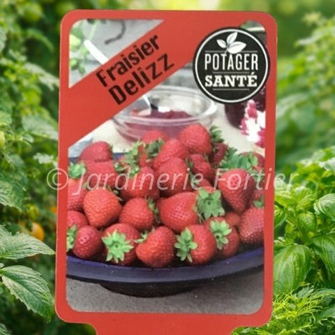Fraisier Delizz / Potager Santé