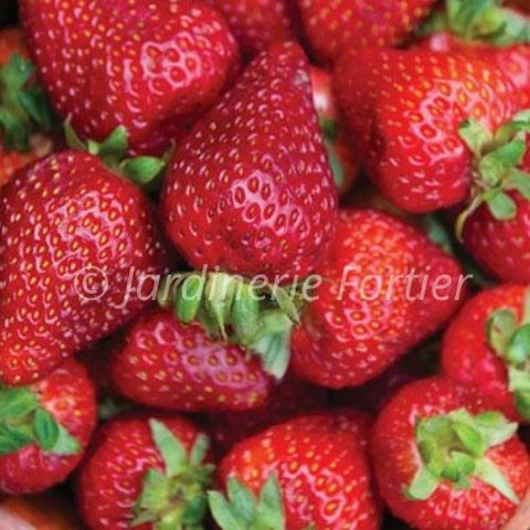 Fraisier Delizz / Potager Santé