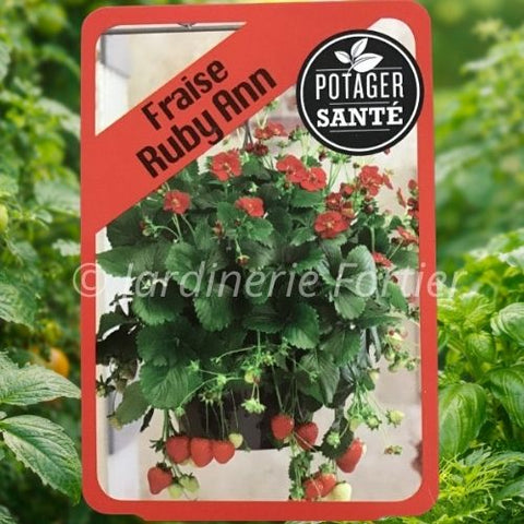 Fraisier Ruby Ann / Potager Santé