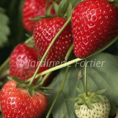 Fraisier Ruby Ann / Potager Santé
