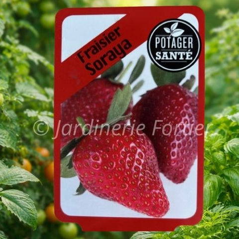 Fraisier Soyara / Potager Santé