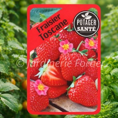 Fraisier Toscana / Potager Santé