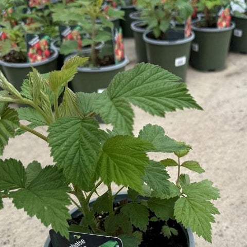 Plant de Framboisier
