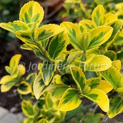 Fusain "Emerald Gold"