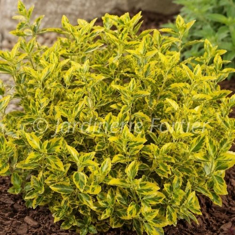 Fusain "Emerald Gold"