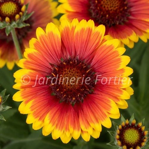 Gaillarde "SpinTop Red Starburst"