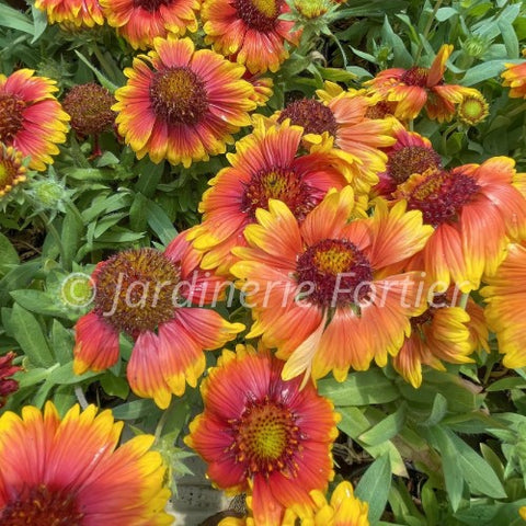 Gaillarde "Spintop Copper Sun"