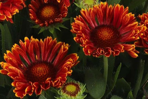 Gaillarde "Spintop Mariachi red sky"