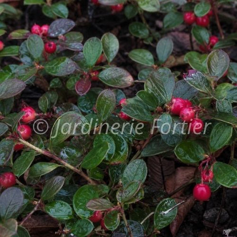 Gaultheria procumbens "Cherry Berries"