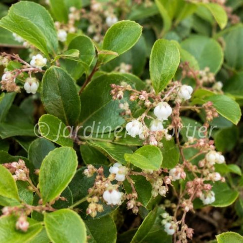 Gaultheria "Cascade Carpet"