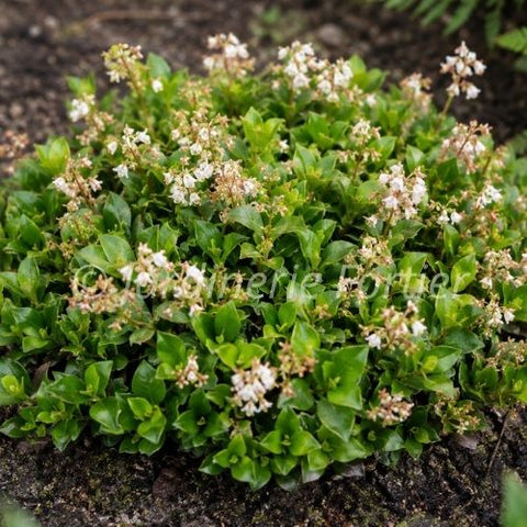 Gaultheria "Cascade Carpet"