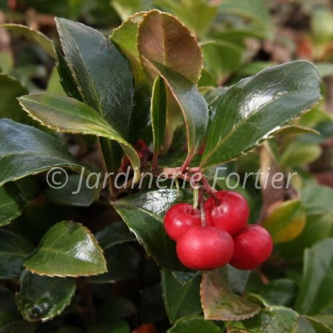 Gaultheria "Cherry berry"