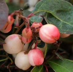 Gaultheria "Winter Fiesta"