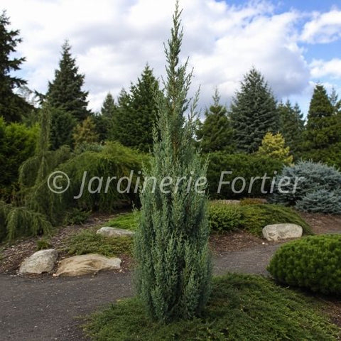 Genevrier chinensis "Trautman"