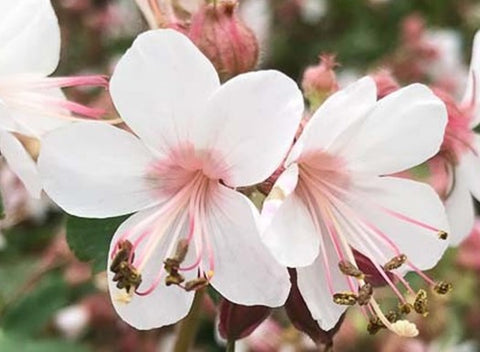Géranium "Spessart"