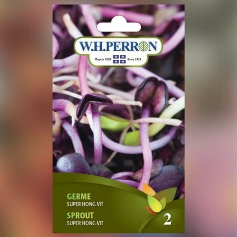 Semence de "Germe Super Hong Vitalité" non traité