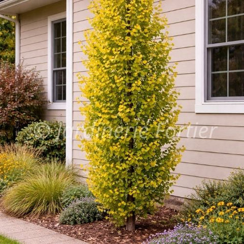 Ginkgo Biloba "Goldspire"