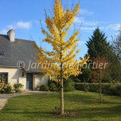 Ginkgo Princeton sentry