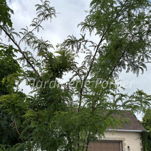 Févier "Skyline"