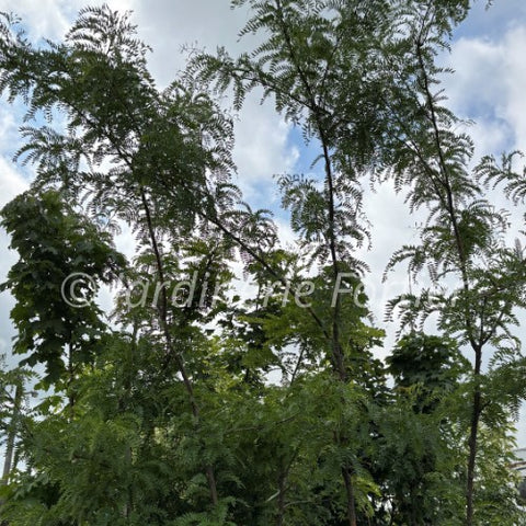 Févier "Skyline"