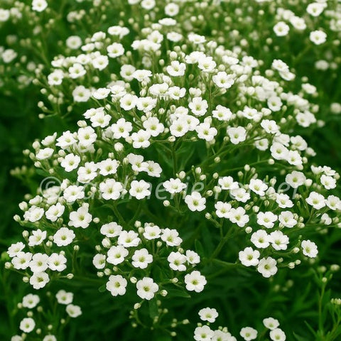 Gypsophila "Summer Sparkles"