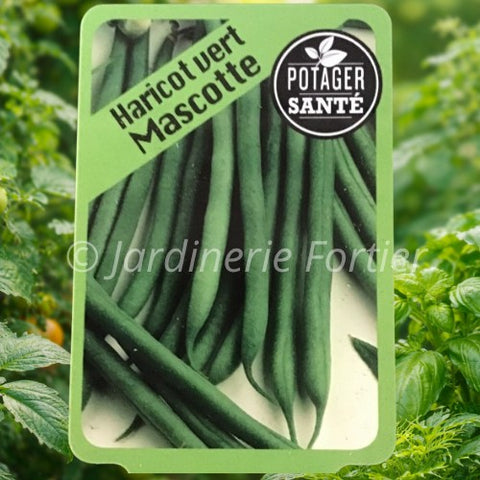 Haricot Vert / Potager Santé
