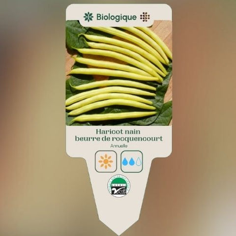 Plant de "Haricot nain Beurre de Rocquencourt" – Écoumène