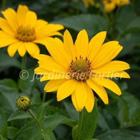 Heliopsis "Tuscan Gold"