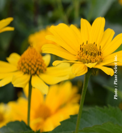 Heliopsis "Tuscan Gold"